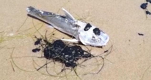 Peixe morto por contaminação de óleo no litoral do Piauí
